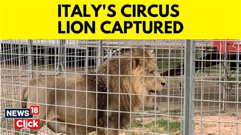 Circus lion captured after hours on the loose near Rome